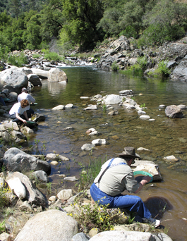 Digging for Treasure: Gold Prospecting - Roaring Camp Gold